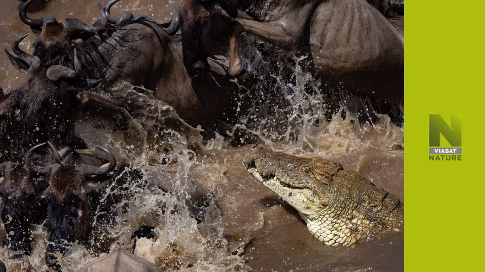 Стрімкі атаки природи S1E1 - Швидкі й люті