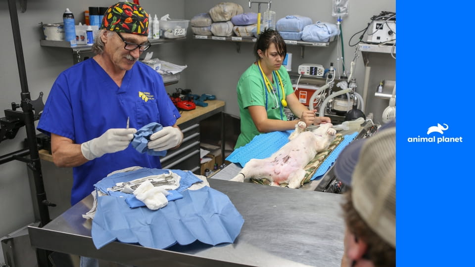 Доктор Джефф. Ветеринар Рокки Маунтин S4E1 - Крошечное чудо