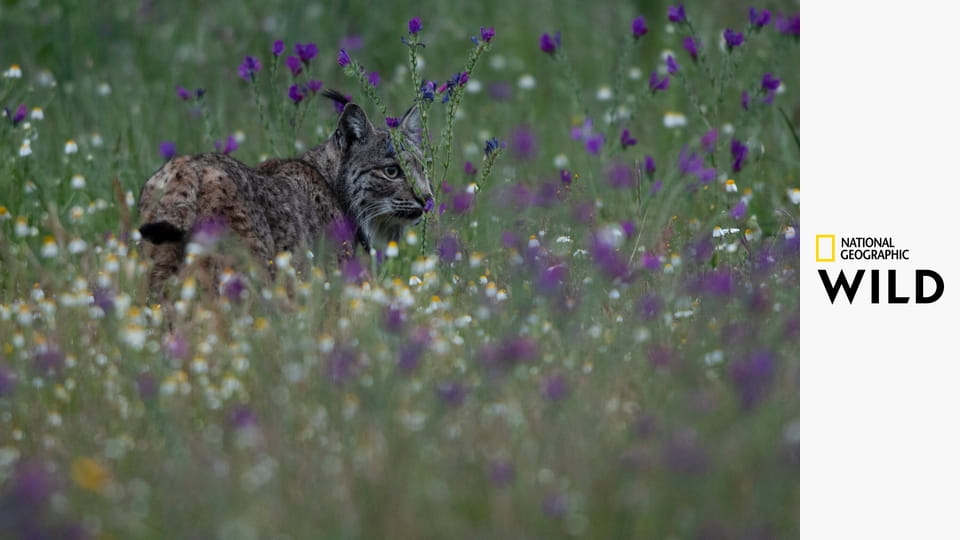 Дикое Средиземноморье S1E1 - Сердце земли