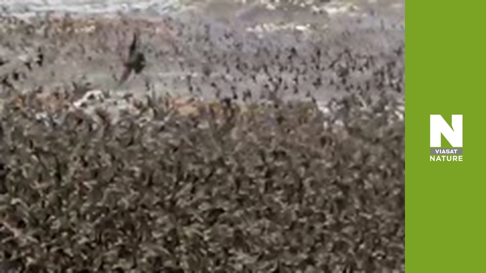 Дика Канада - Зима