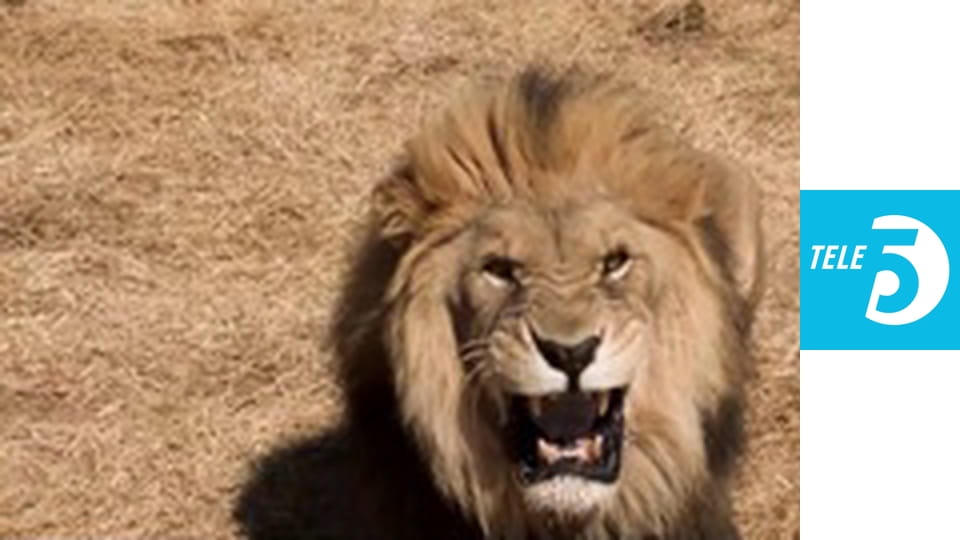 Sekrety zwierząt E1