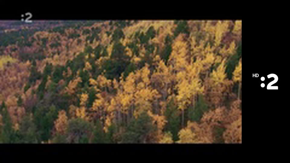 O stromoch a lesoch E4 - Breza ďalekého severu