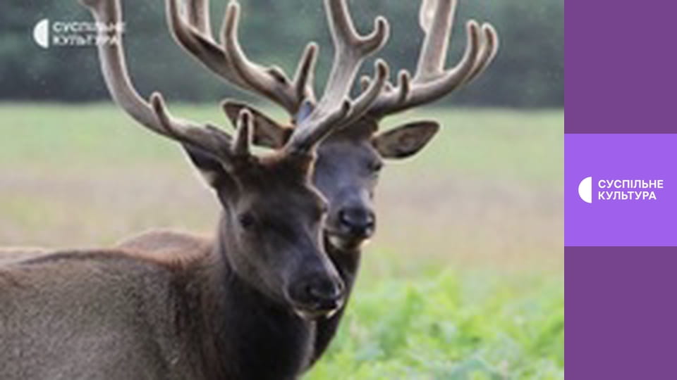 Д/с "Арсенал тварин". "Чублення і заруби".