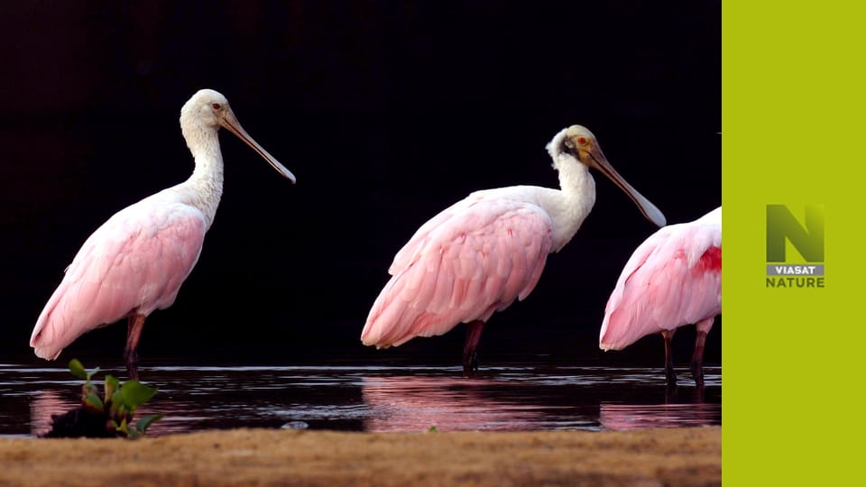 Пантанал — природне диво Бразилії