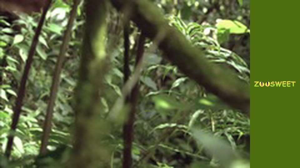 Боротьба за виживання, Сезон 1, Випуск 29