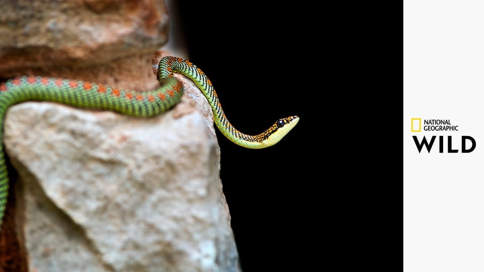 Животные-рекордсмены S1E10 - Нападение