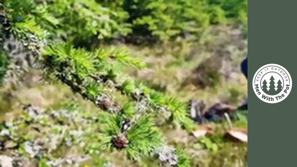 Cheese Beef XL Sandwich