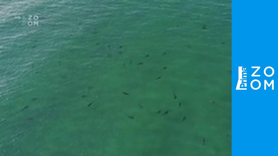 Planeta žraloků E2 - Mořský cestovatel