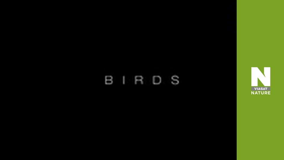 Birds - A Changing World