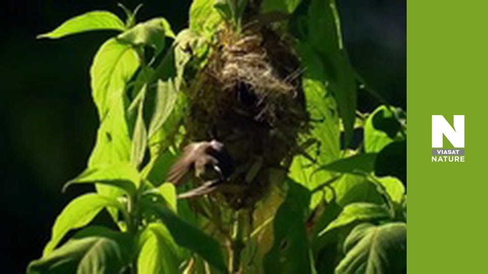 Nile: The Ultimate River - Mountains of the Moon