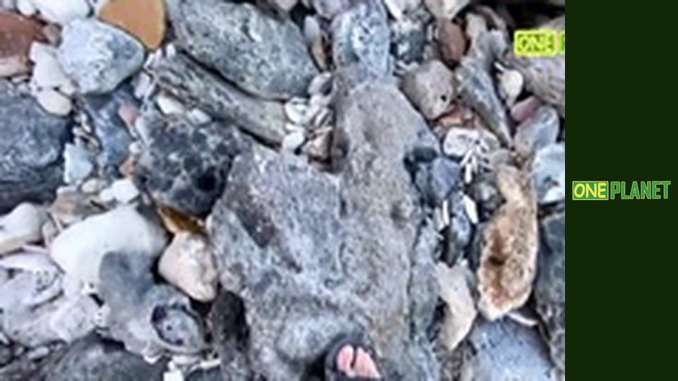 Дальние берега, 2 сезон, 10 эп.