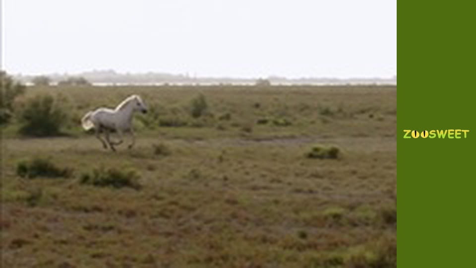 Знайомство з дикою природою, Випуск 6