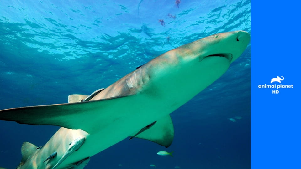 Акулы под покровом ночи