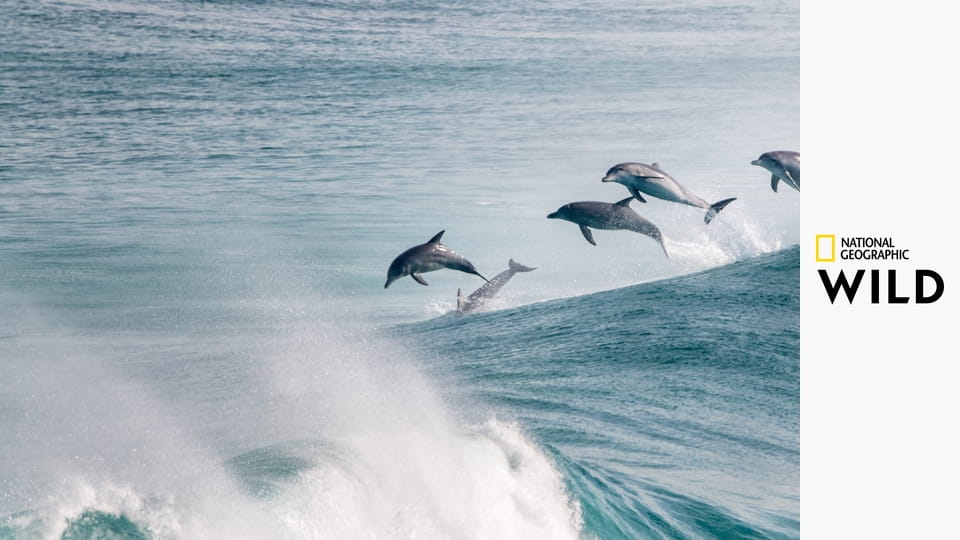 Необыкновенная Австралия S1E2 - Дикие берега