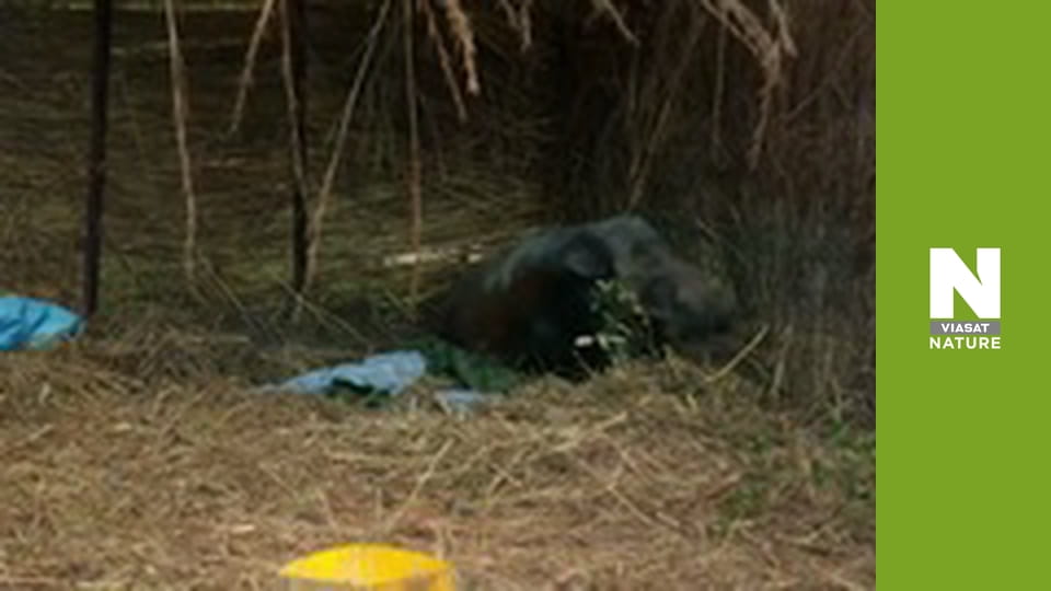 Спасатели животных в Малави - Прогулки с панголином