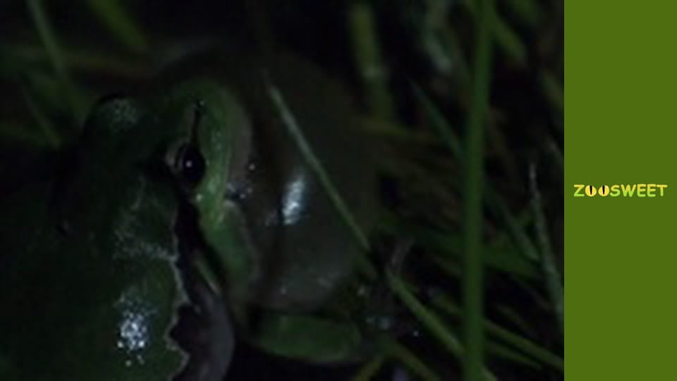 Боротьба за виживання, Сезон 1, Випуск 16