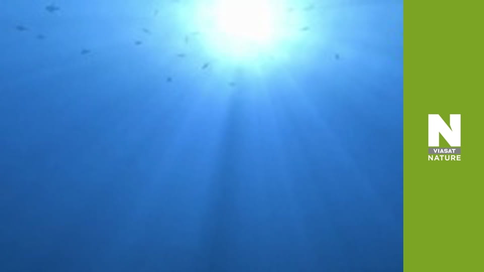 У пошуках загублених звірів - Таємниці мега-акули вбивці