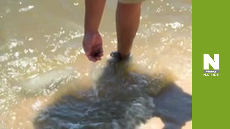 В поисках затерянных зверей - Тайны мега-акулы убийцы