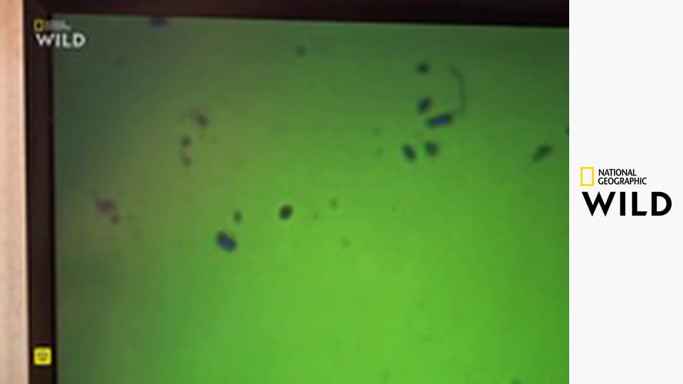 Skvělý dr. Pol - výběr S13E16 - Milovaní mazlíčci