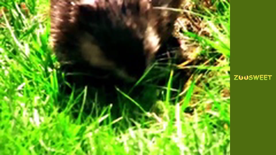 Спільноти тварин, Сезон 1, Випуск 12