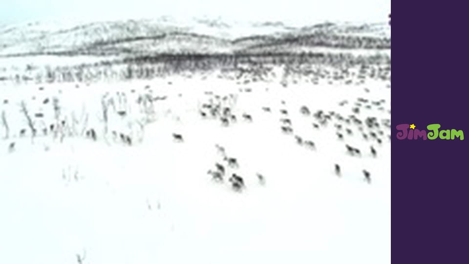 Leo the Wildlife Ranger S3E50 - Seal of Approval