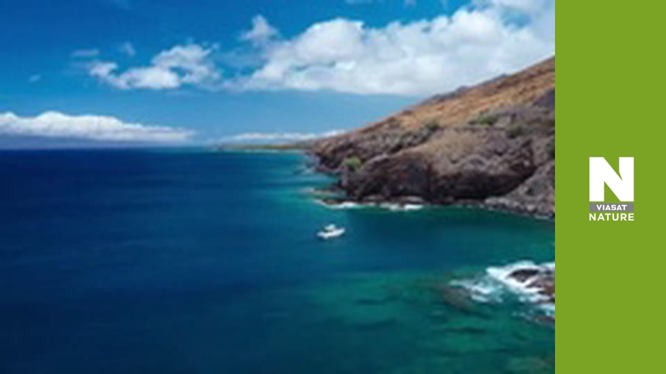 Еволюція - Захист