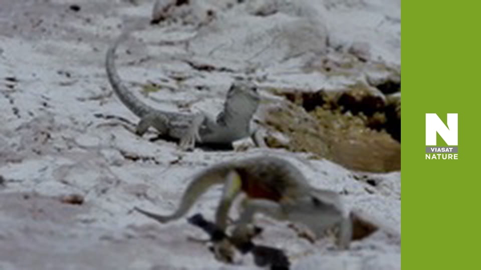 Дикі борці - Боротьба за територію