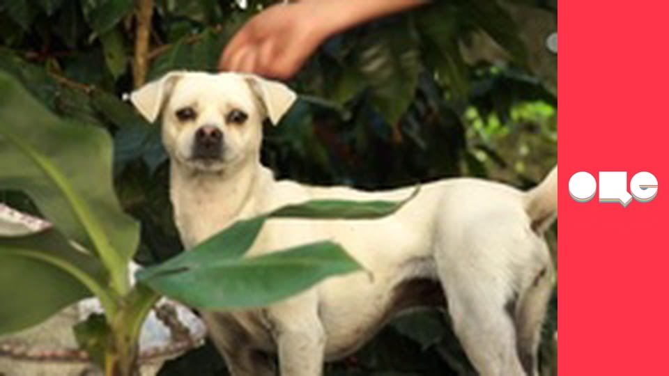 Особливості національної роботи, 4 сезон, 49 еп.