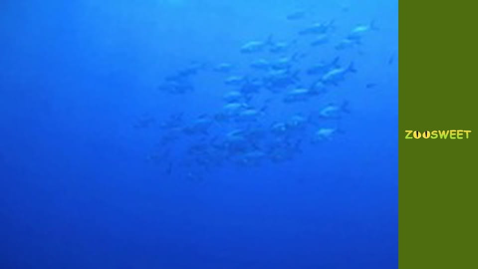 Спільноти тварин, Сезон 1, Випуск 8