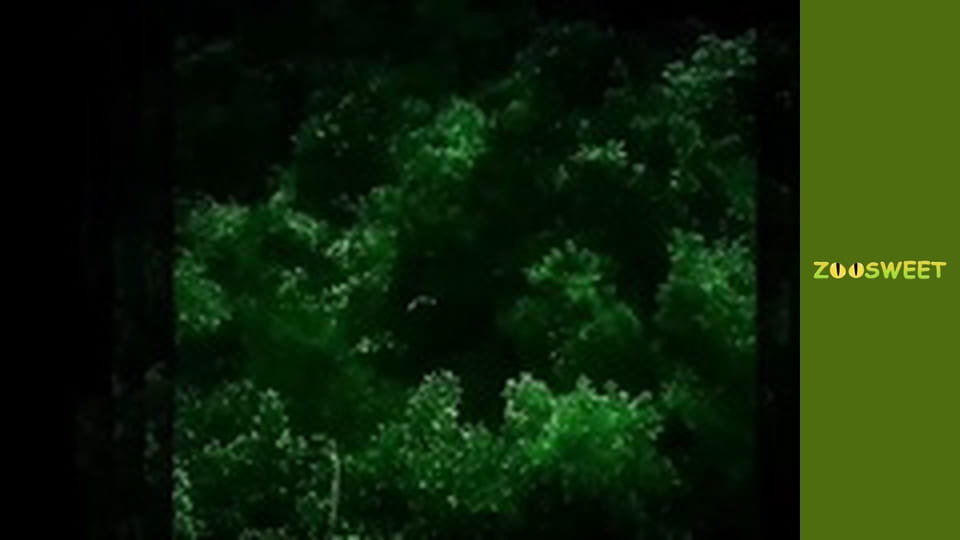 Спільноти тварин, Сезон 1, Випуск 8