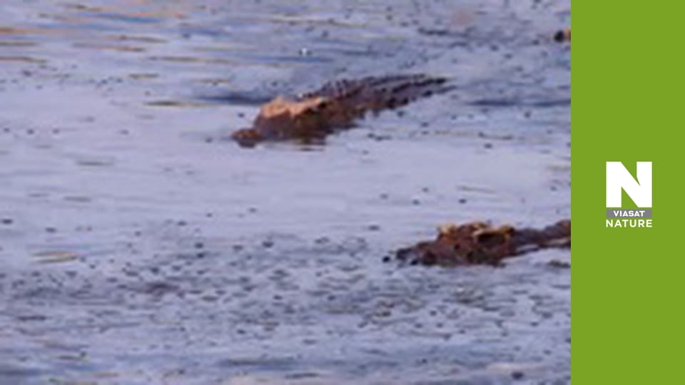 Безкрайня Африка - Машату