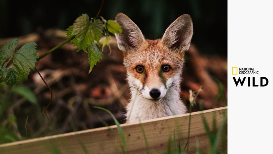 Европа: один континент, пять миров S1E2