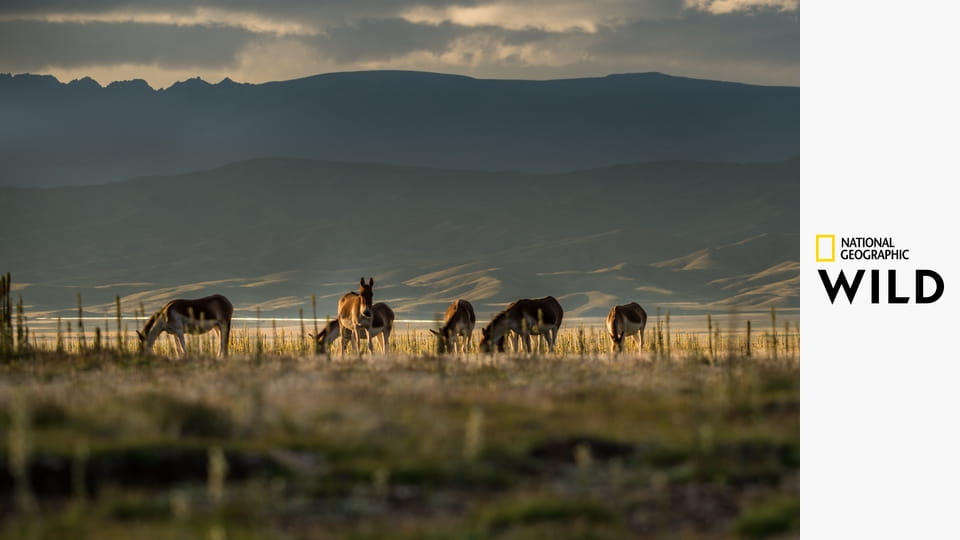 Затерянные царства Китая S1E2 - Тайное королевство джунглей