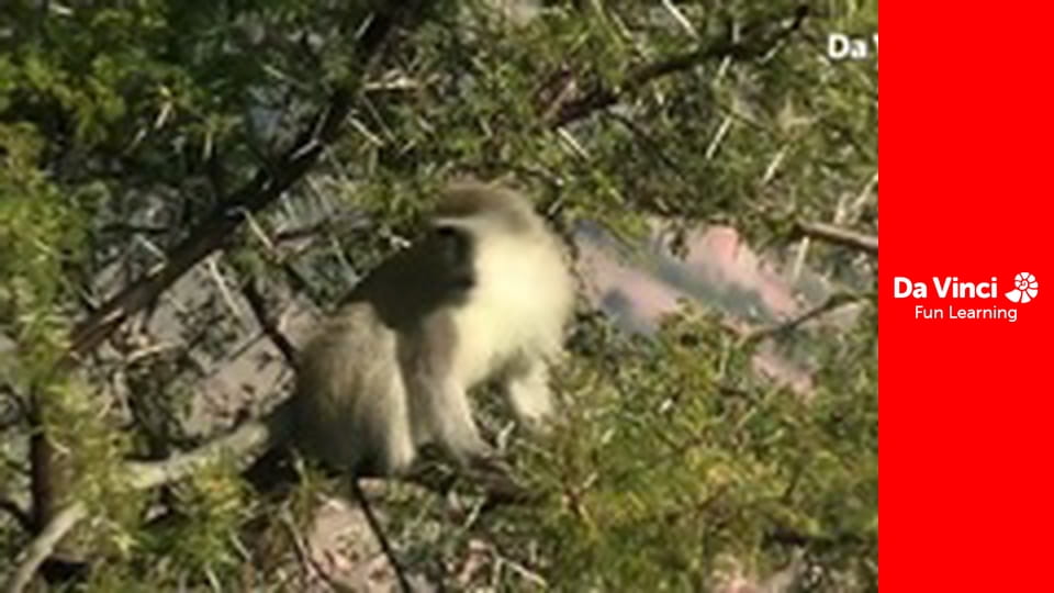 Сіяя - Рушайте з нами - Пошук Білого Ока