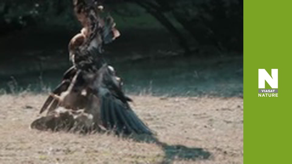 Wild Fighters - The Fight For Food