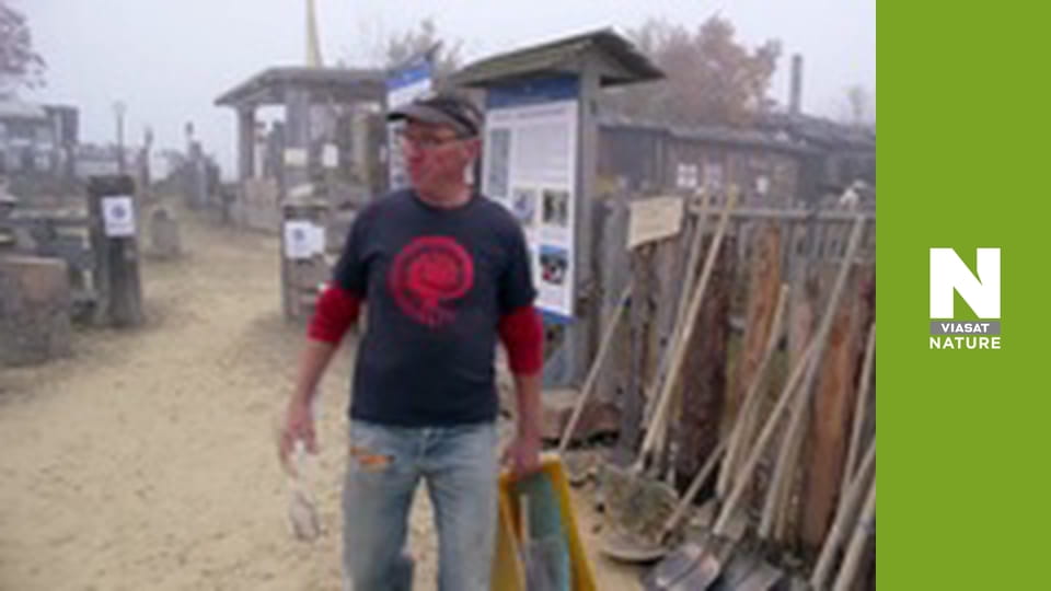 Птахи - Походження та політ