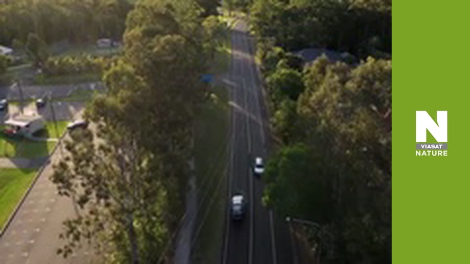 Австралійські змієлови - Туалетна несподіванка