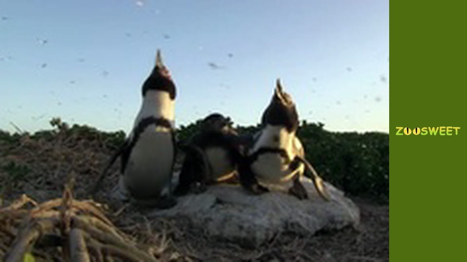 Сіяйа, Сезон 1, Випуск 4