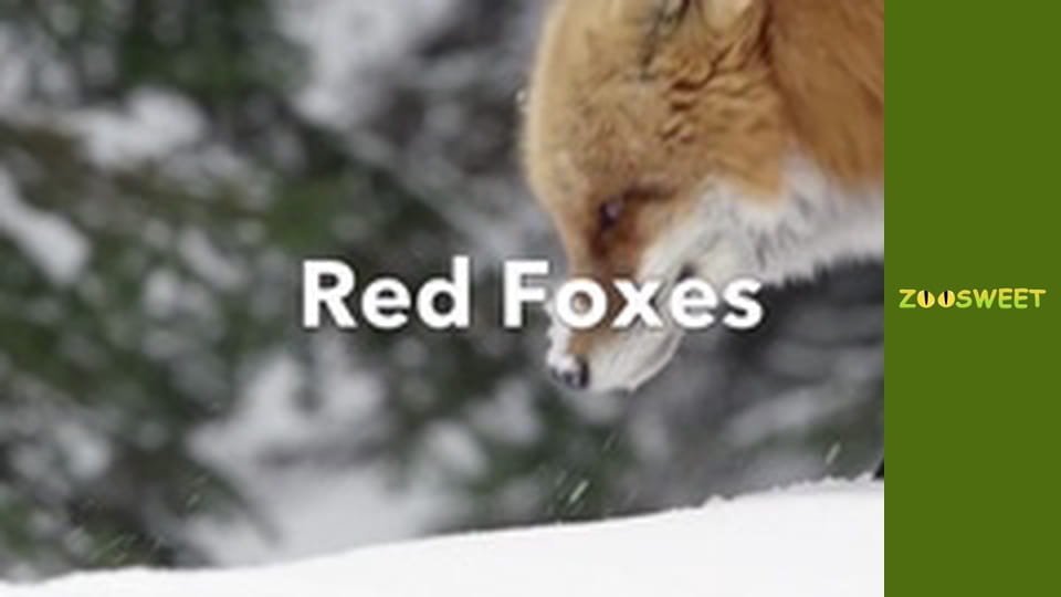 Знайомство з дикою природою, Випуск 19