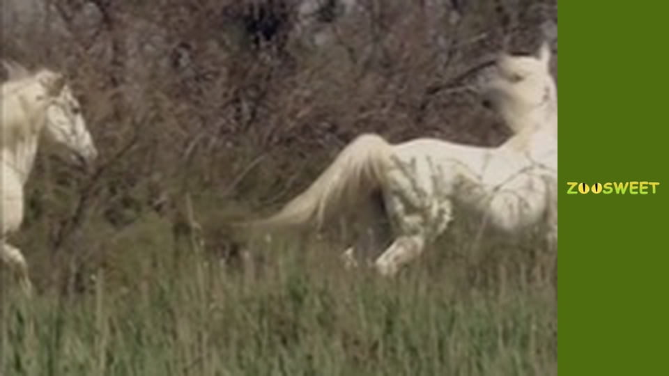 Знайомство з дикою природою, Випуск 6