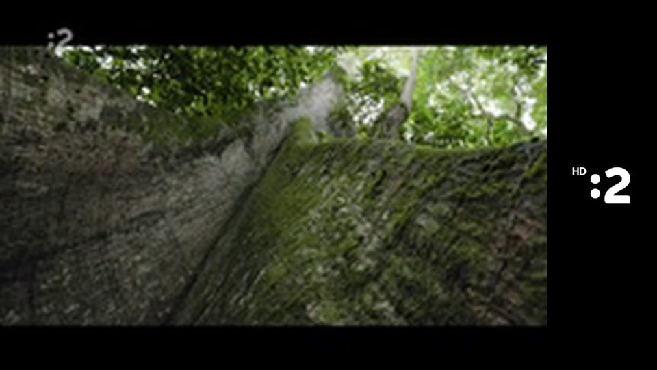 O stromoch a lesoch E6 - Amazonský vlnovec