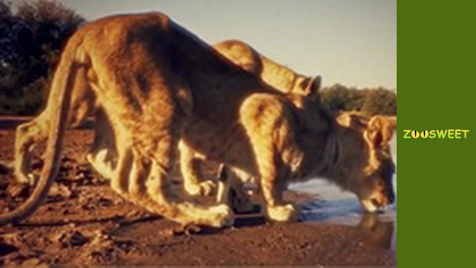 Wild life, Season 1, Episode 1