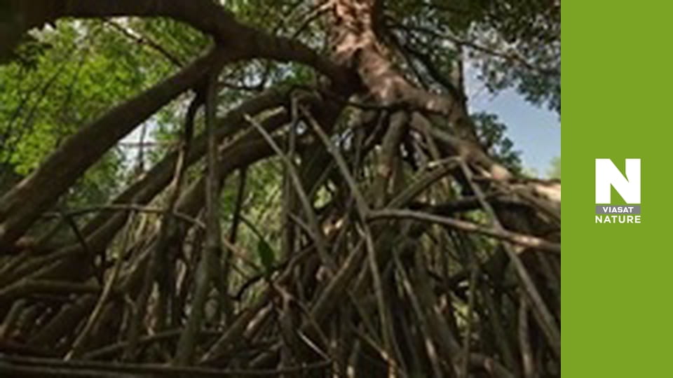 Витоки життя - Ті, що заплуталися в припливах