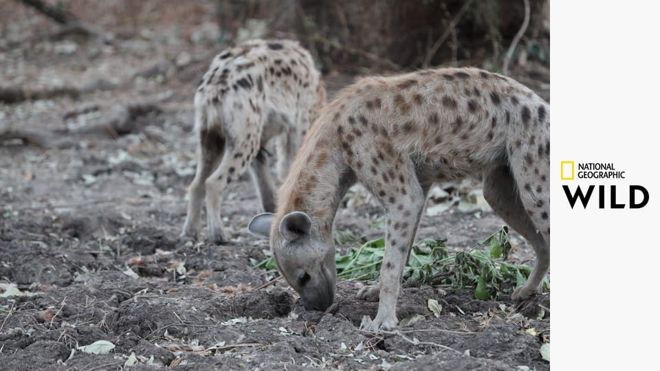 Африканские охотники S2E2 - Братья по оружию