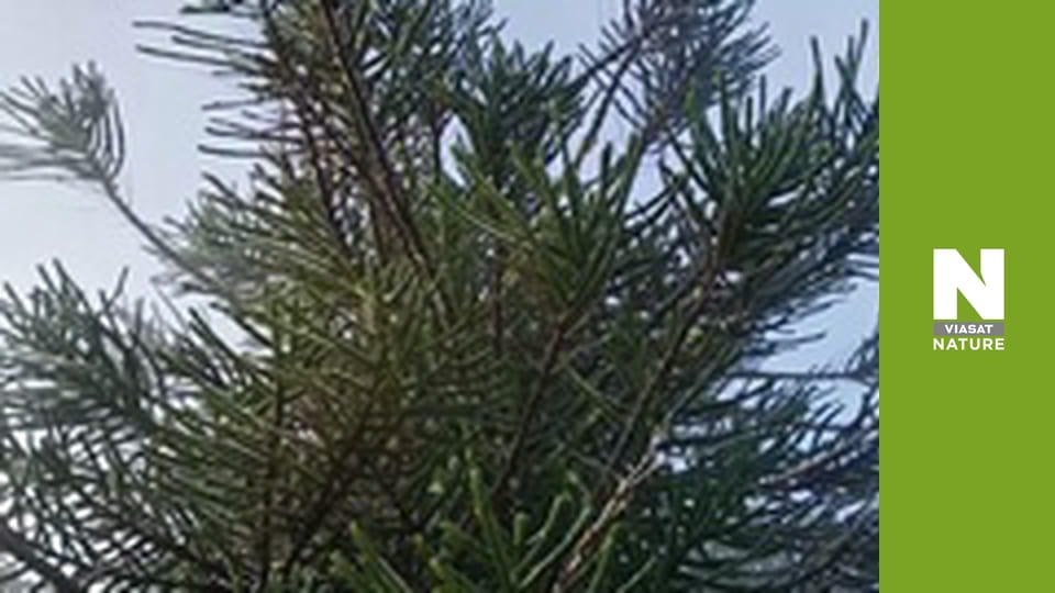 Витоки життя - Останній бій