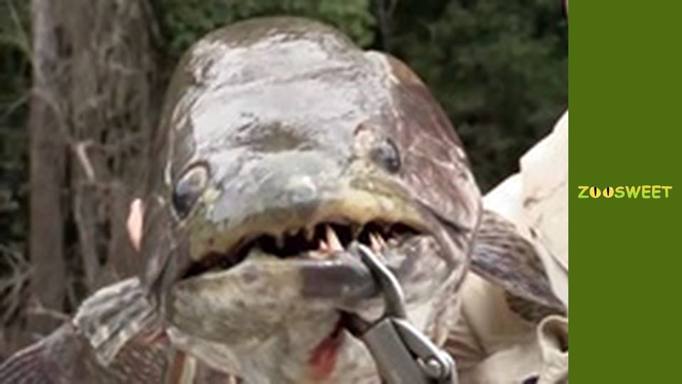 Рибальська експедиція в Амазонії Сезон 2 Епізод 4