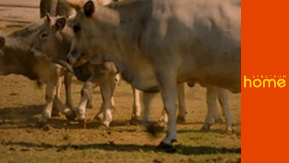 Italská města, italské chutě S5E3 - Toskánsko, Lazio