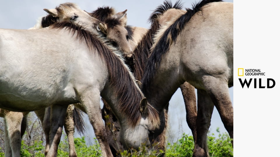 Новая дикая природа Европы S1E5 - Возвращение чистильщика