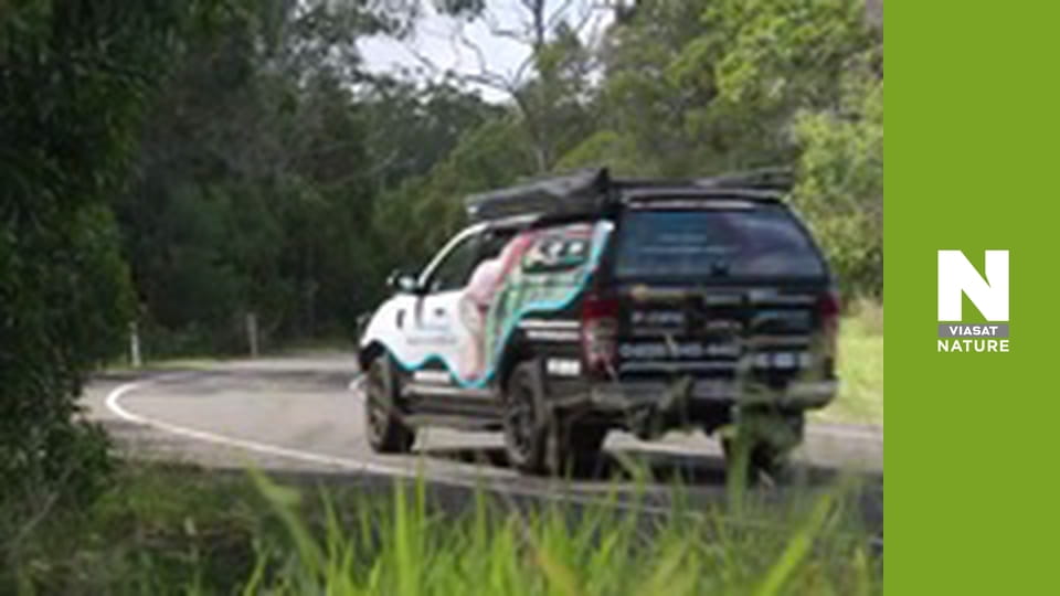 Австралійські змієлови - Стю проти Голіафа