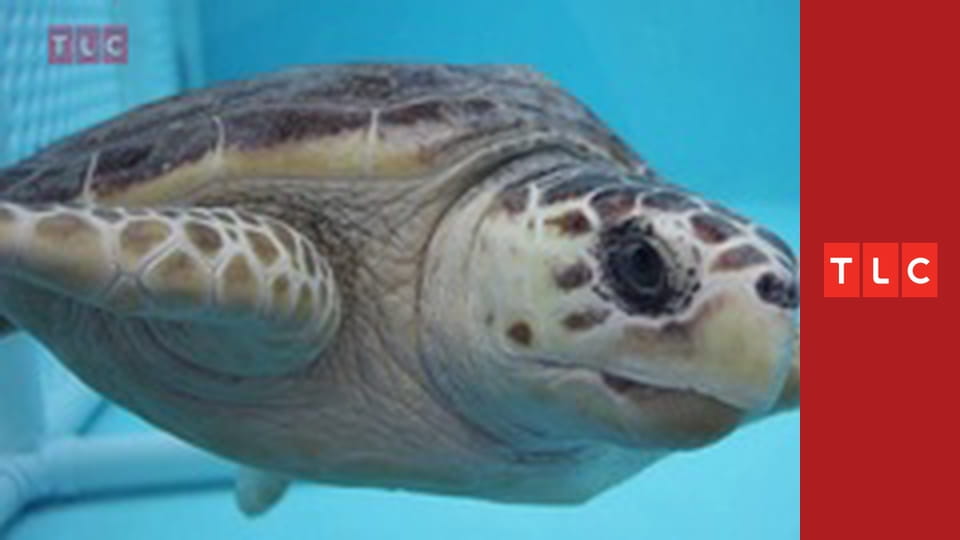 Král dortů S10E5 - Záchrana želvy, roller derby a hon za pokladem